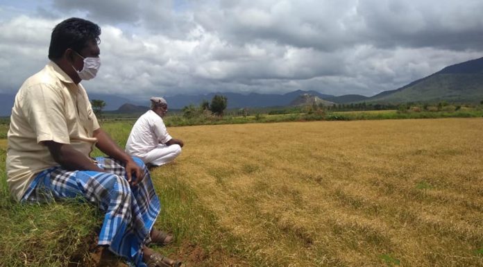 வடகரையில் மழையின்றி கருகும் நெல் நாற்றுகள்!