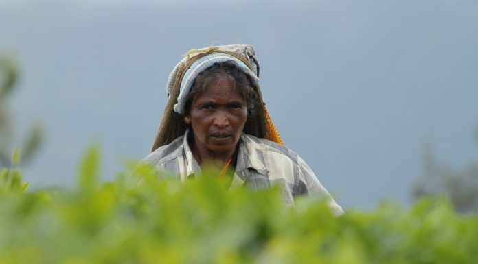 மாஞ்சோலை எஸ்டேட் தொழிலாளர்கள் வாழ்க்கை!