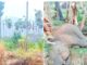 கல்லிடைக்குறிச்சி தனியார் தோட்டப்பகுதியில் சுற்றித் திரிந்த காட்டு யானை உயிரிழப்பு